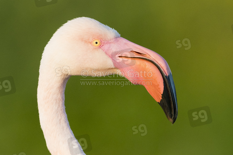 Greater Flamingo, adult close-up